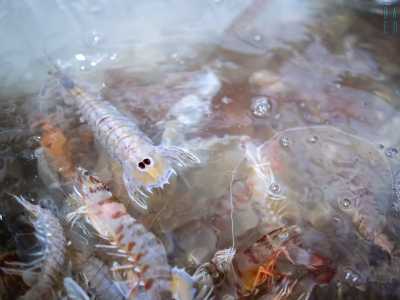 �� arrivata a pesare 2,7 chilogrammi � afferma con orgoglio Natale �. Del resto la facciamo mangiare sempre. Il suo cibo preferito sono i gamberi rossi e le canocchie, chiamate a Bari �cicale��